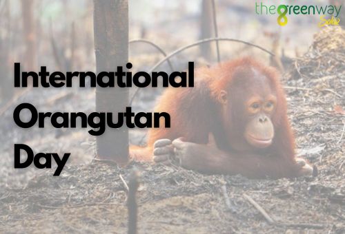 International Orangutan Day | Celebrating International Orangutan Day | The Green Way Solar