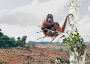 Celebrating International Orangutan Day | The Green Way Solar