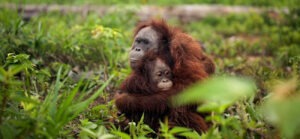 Celebrating International Orangutan Day | The Green Way Solar